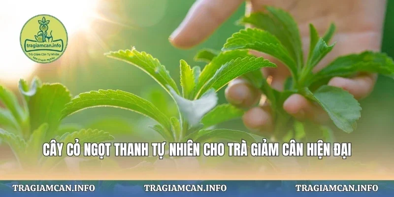 Cây Cỏ Ngọt Thanh Tự Nhiên