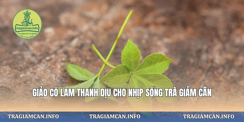 Giảo Cổ Lam Thanh Dịu