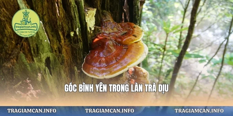 Góc bình yên trong làn trà dịu