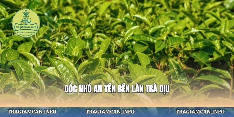 Góc nhỏ an yên bên làn trà dịu