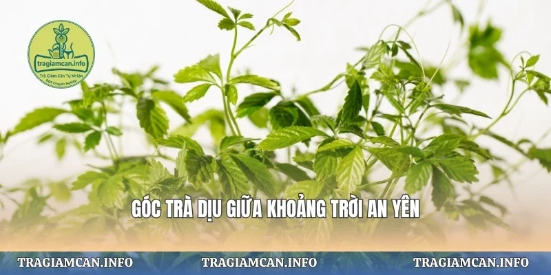 Góc trà dịu giữa khoảng trời an yên