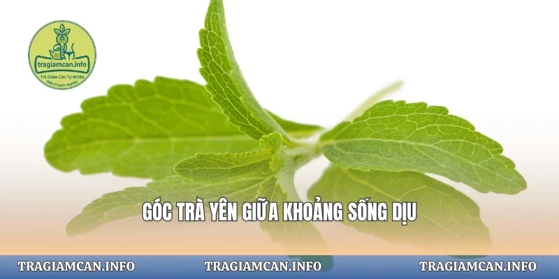 Góc trà yên giữa khoảng sống dịu