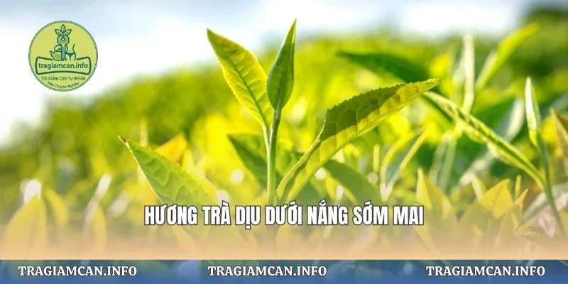 Hương trà dịu dưới nắng sớm mai