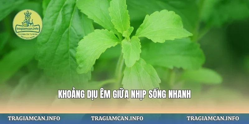 Khoảng dịu êm giữa nhịp sống nhanh