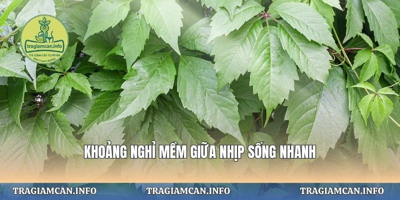 Khoảng nghỉ mềm giữa nhịp sống nhanh