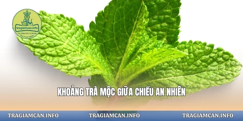 Khoảng trà mộc giữa chiều an nhiên