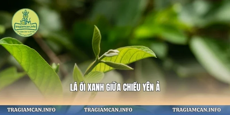 Lá ổi xanh giữa chiều yên ả