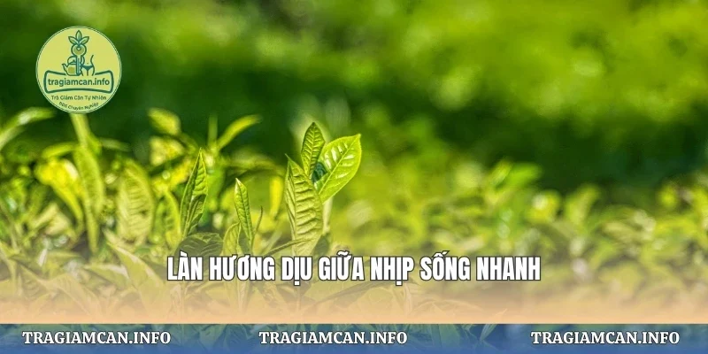 Làn hương dịu giữa nhịp sống nhanh
