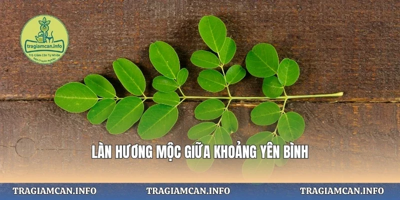 Làn hương mộc giữa khoảng yên bình