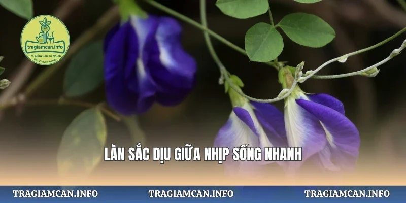 Làn sắc dịu giữa nhịp sống nhanh