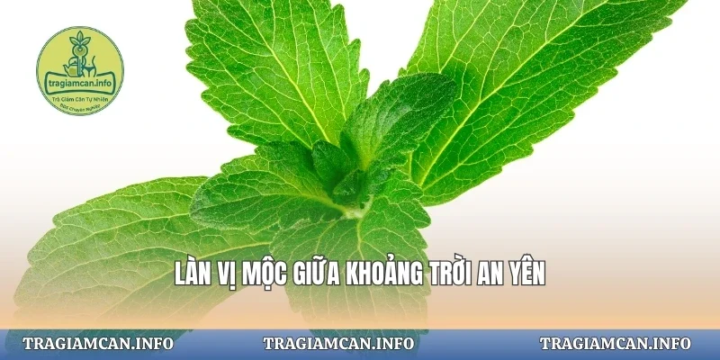 Làn vị mộc giữa khoảng trời an yên