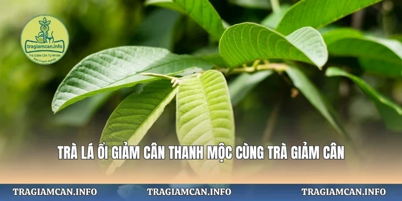 Trà Lá Ổi Giảm Cân Thanh Mộc